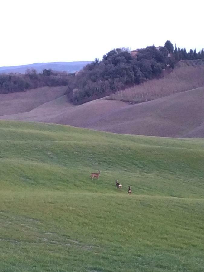 Appartamento Crete Senesi 卡斯德尔诺沃贝拉登卡 外观 照片